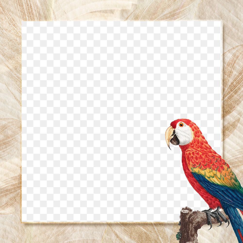 Scarlet macaw bird frame png