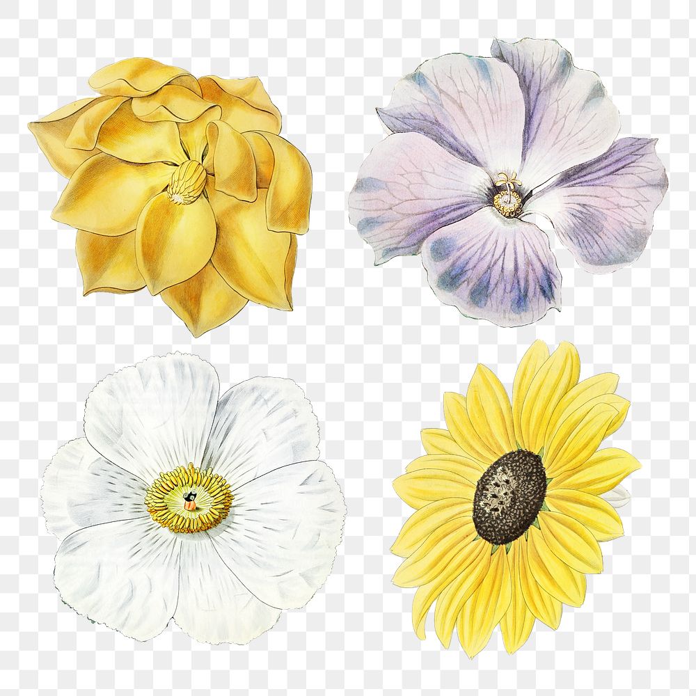 Botanical illustration blooming flowers png mixed