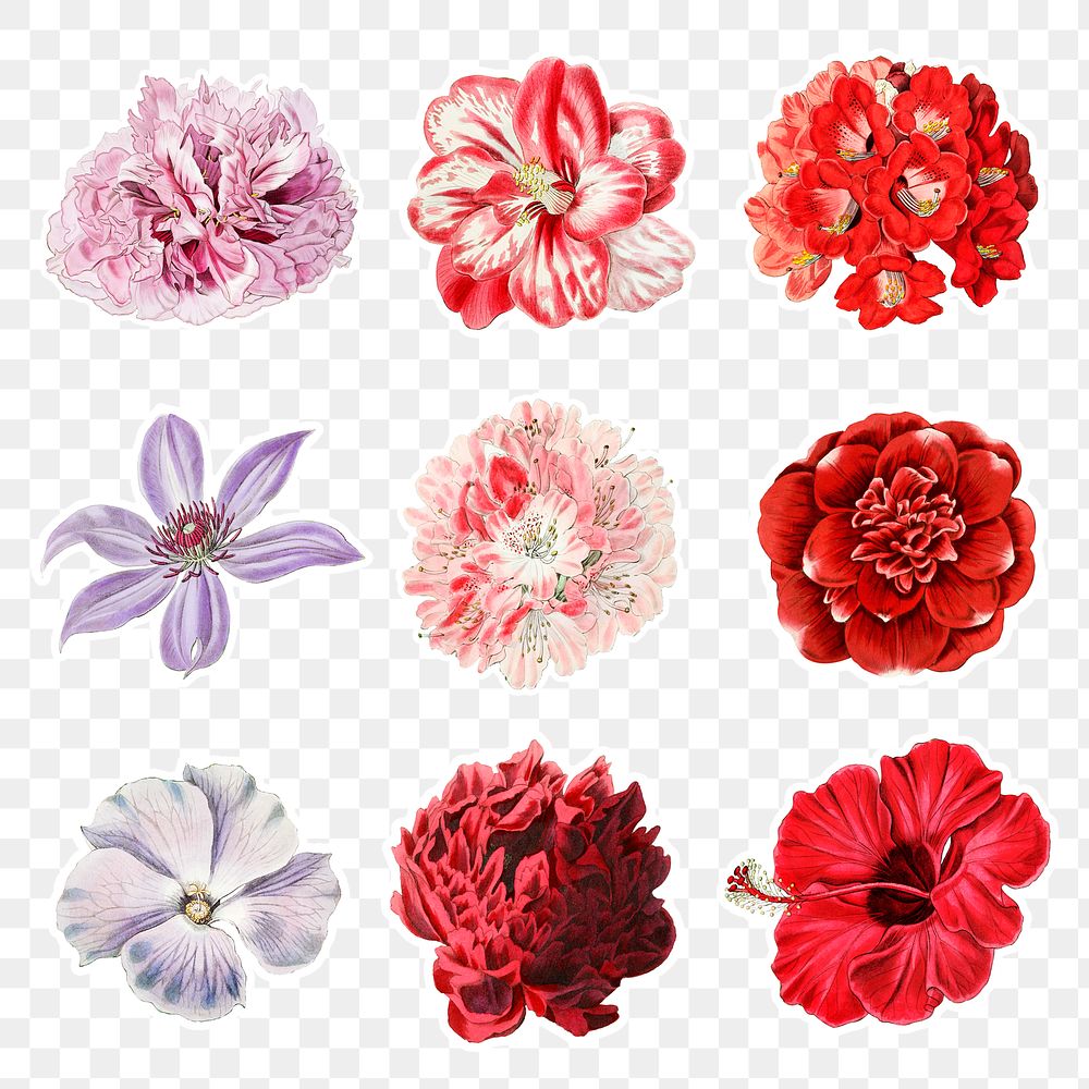 Flowers hand drawn png botanical collection
