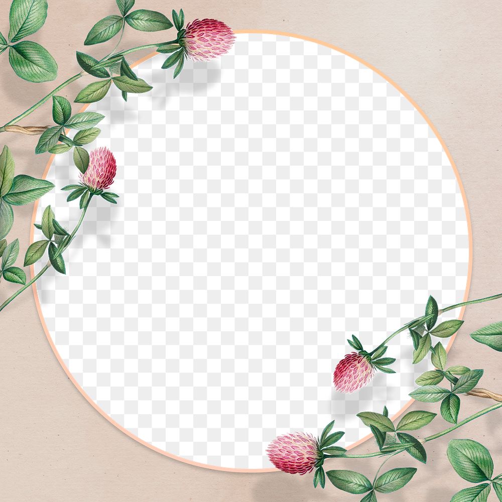 Ornate catsfoot cudweed png frame 