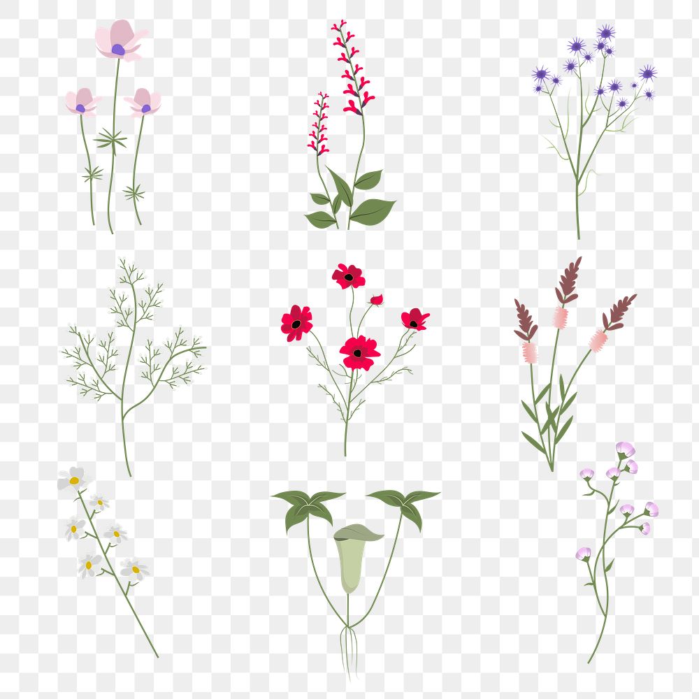 Png wildflower cutout floral illustration set