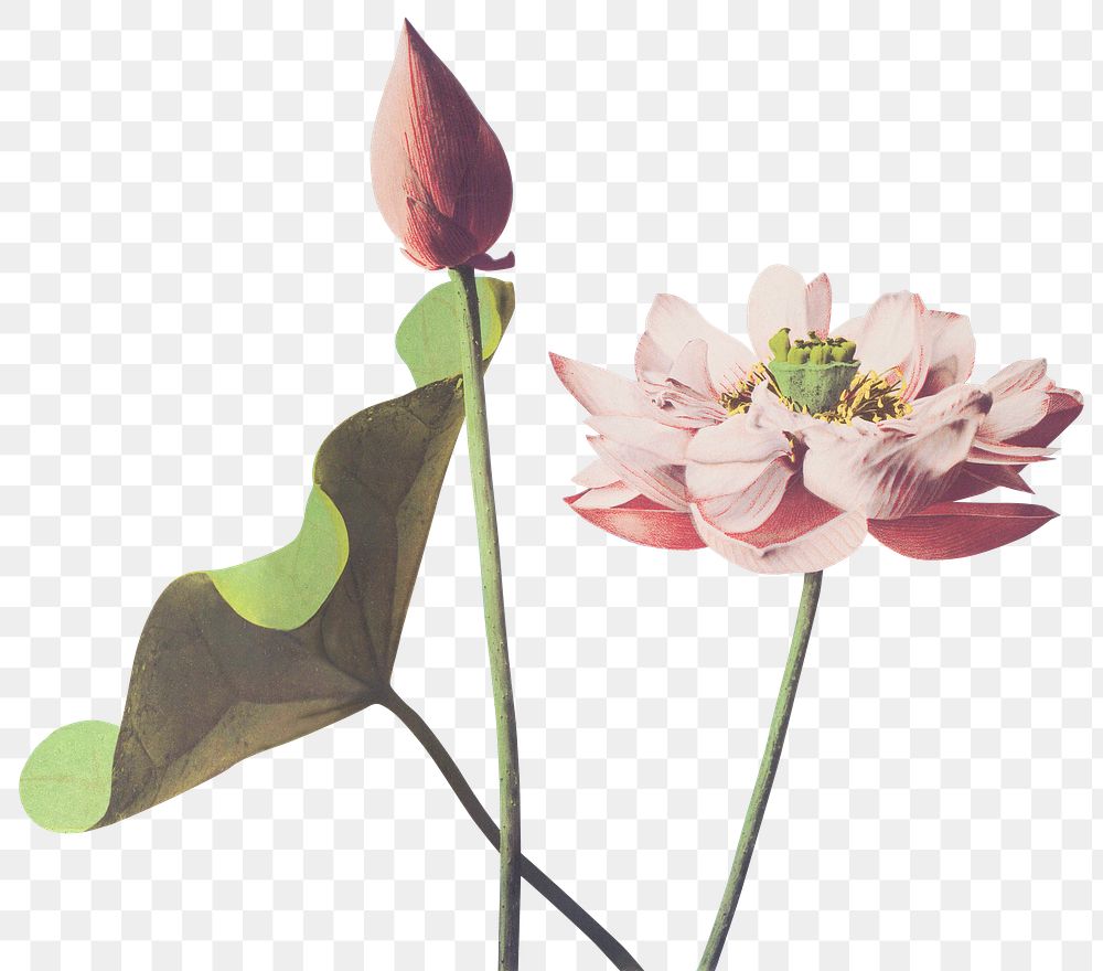Lotus flower png sticker, vintage botanical illustration, remix from the artwork of Ogawa Kazumasa
