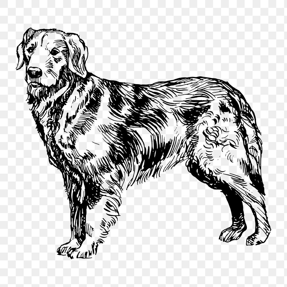 Golden retriever dog png drawing, hand drawn animal on transparent background. Free public domain CC0 image.