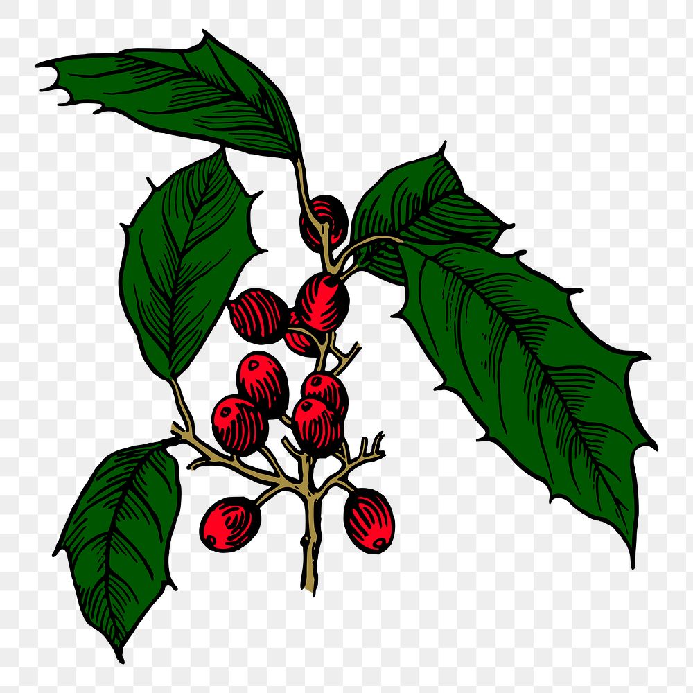 Christmas berry png sticker, vintage decoration illustration, transparent background. Free public domain CC0 image.