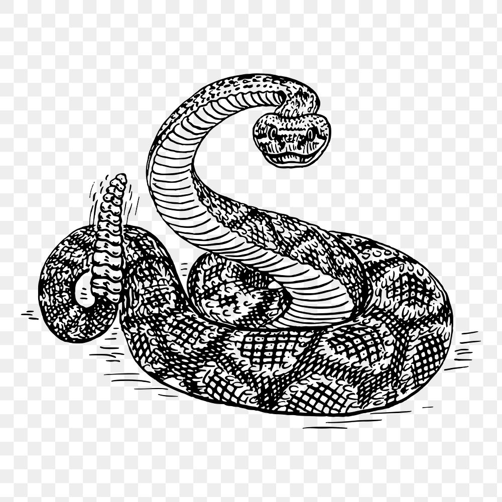 Rattlesnake png sticker, vintage animal illustration, transparent background. Free public domain CC0 image.