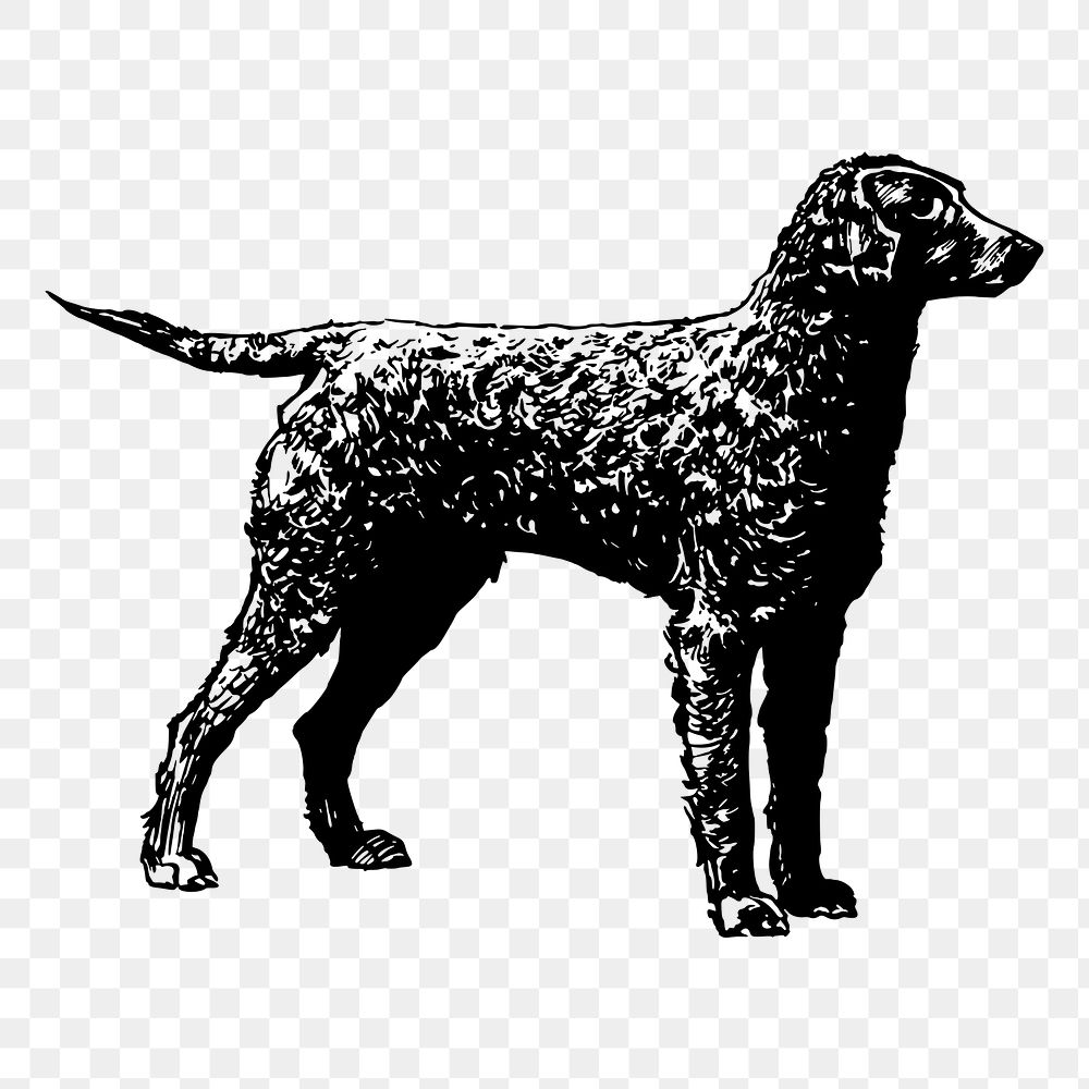 Golden retriever png dog sticker, vintage animal illustration, transparent background. Free public domain CC0 image.