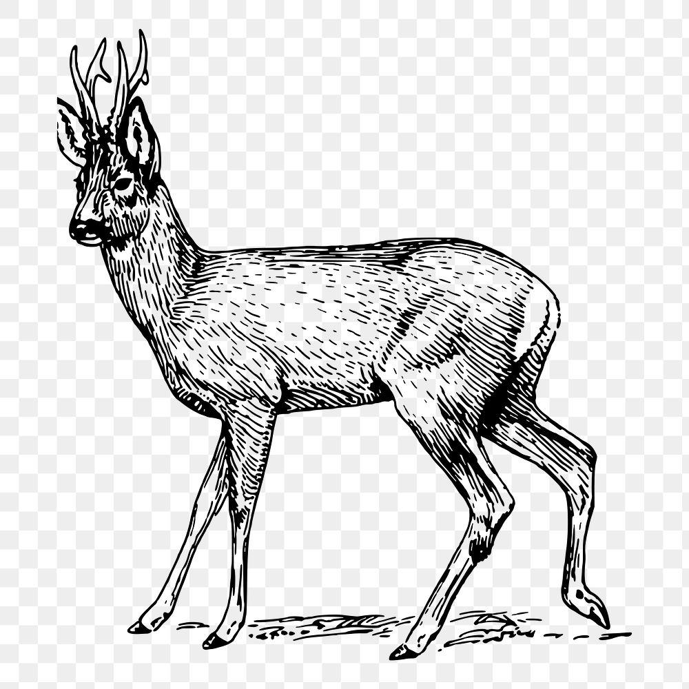 Roe deer png sticker, vintage animal illustration, transparent background. Free public domain CC0 image.
