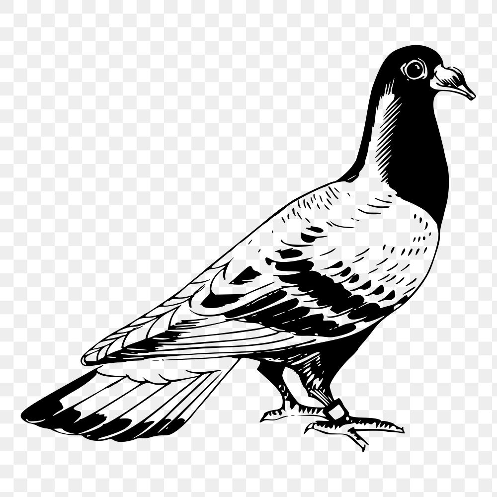 Pigeon png sticker, vintage bird illustration, transparent background. Free public domain CC0 image.