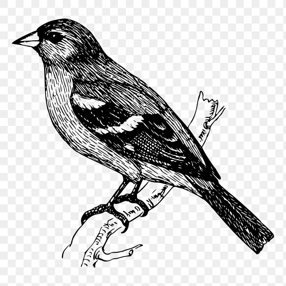 Chaffinch bird png sticker, vintage animal illustration, transparent background. Free public domain CC0 image.