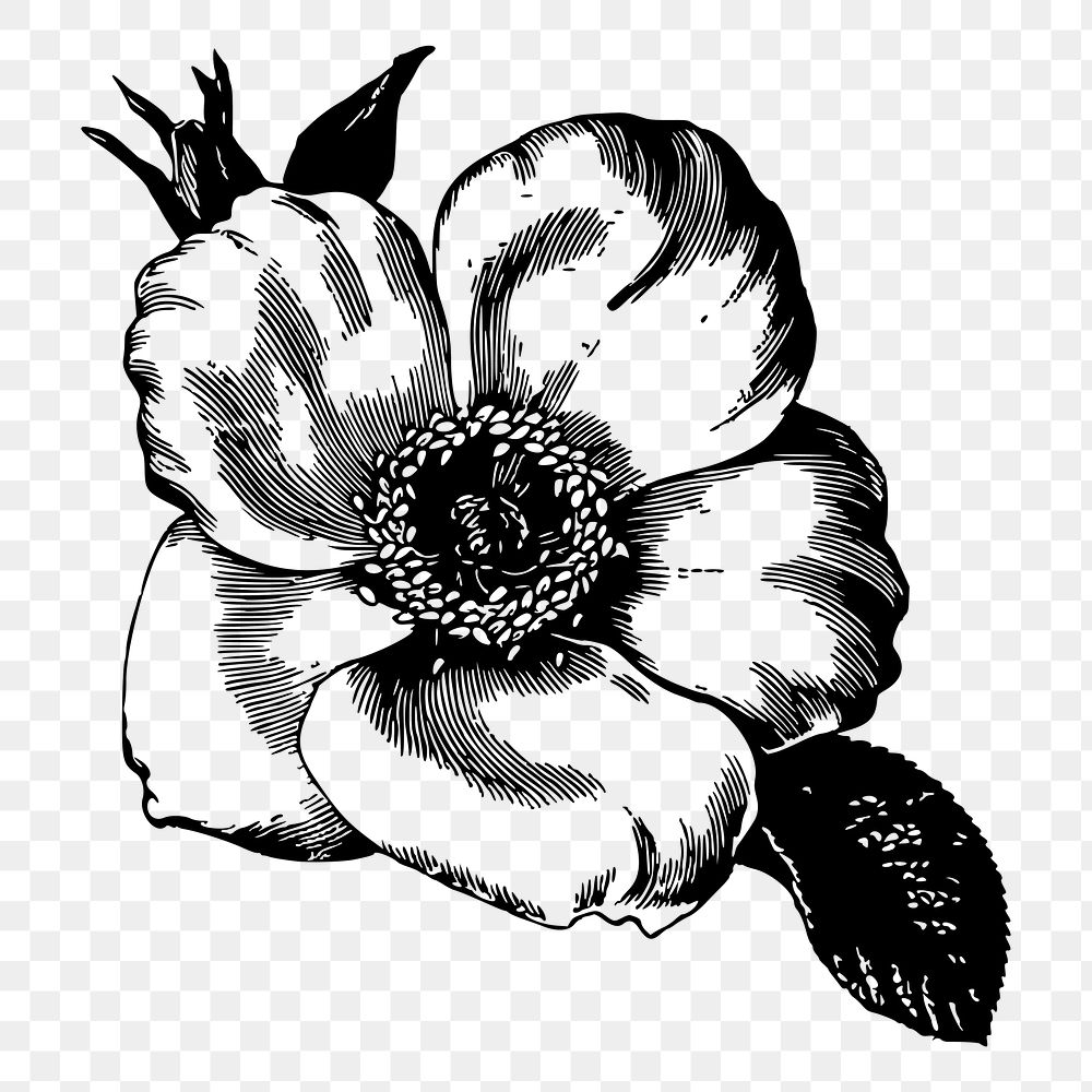 Poppy flower png sticker, vintage botanical illustration, transparent background. Free public domain CC0 image.