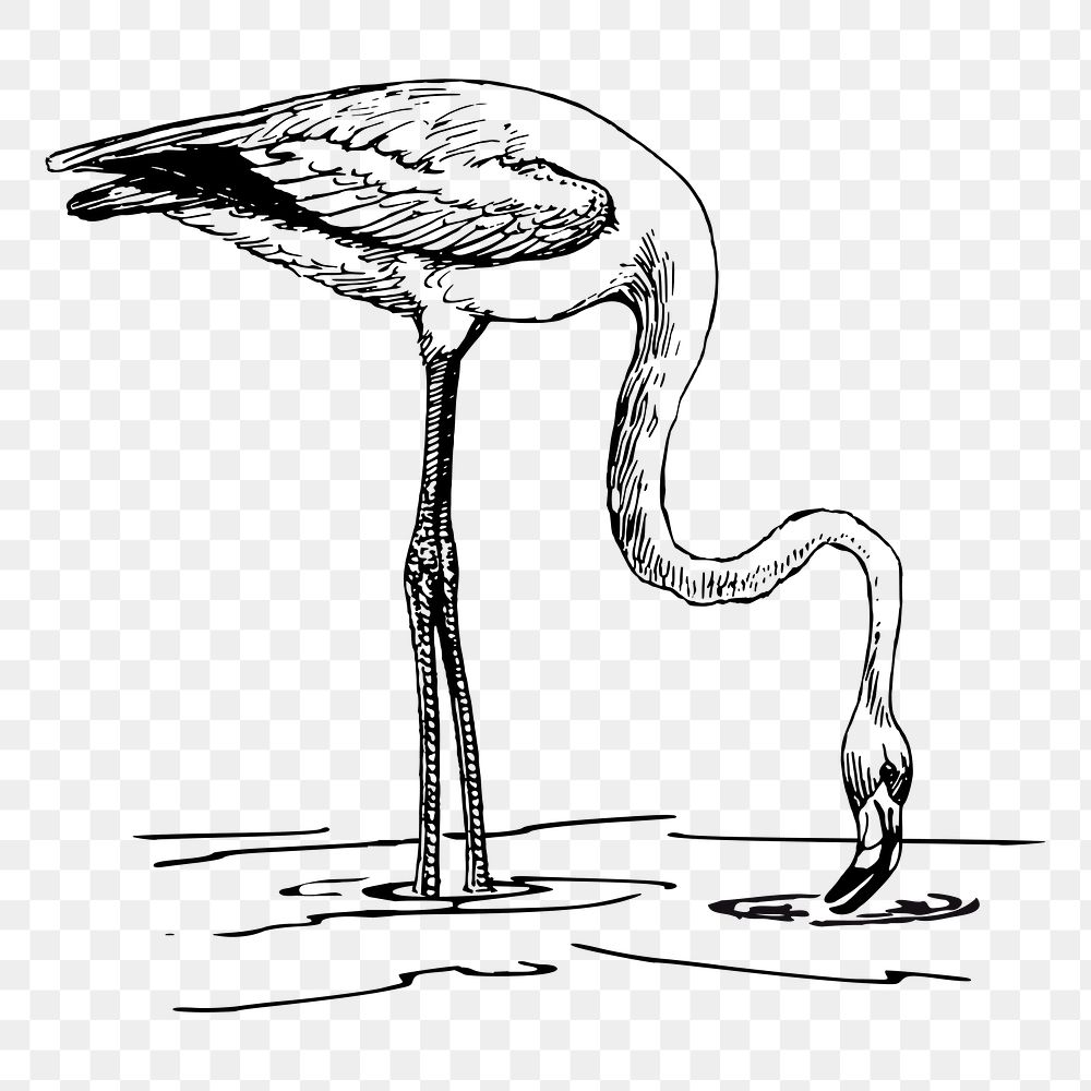 Flamingo bird png sticker, vintage animal illustration, transparent background. Free public domain CC0 image.