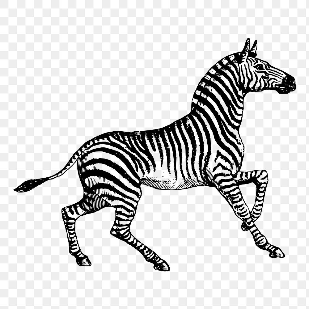 Zebra png sticker, vintage animal illustration, transparent background. Free public domain CC0 image.