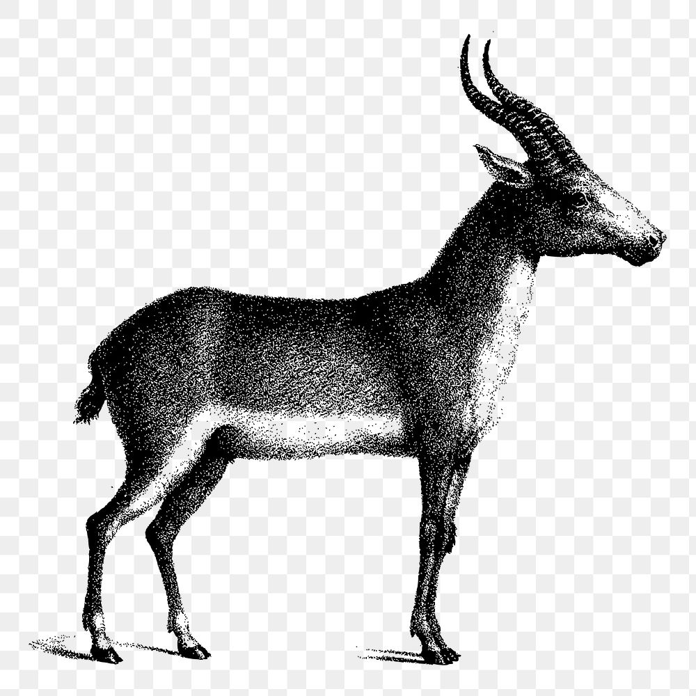 Saiga antelope png sticker, vintage animal illustration, transparent background. 