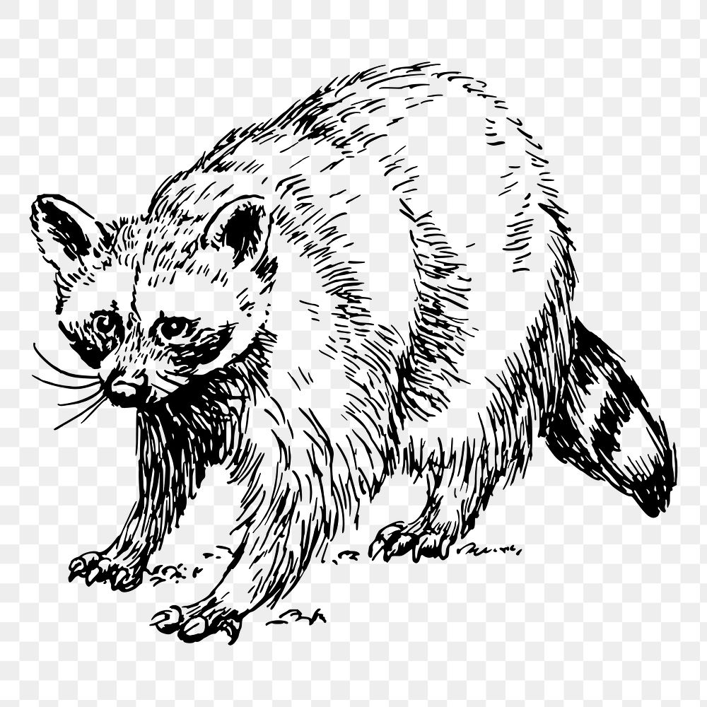 Raccoon png sticker, vintage animal illustration, transparent background. Free public domain CC0 image.
