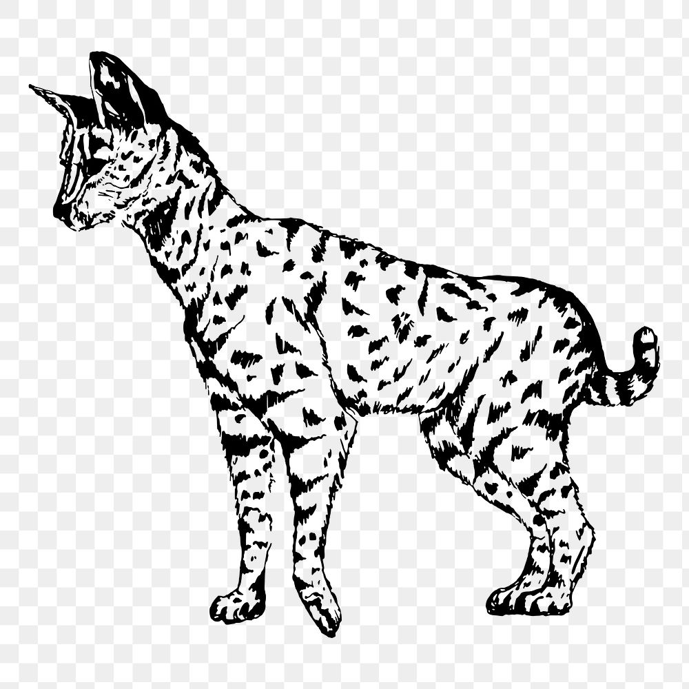 Serval png sticker, vintage animal illustration, transparent background. Free public domain CC0 image.