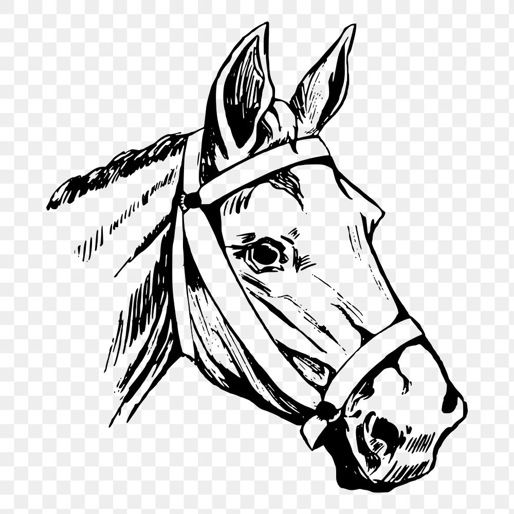 Horse head png sticker, vintage animal illustration, transparent background. Free public domain CC0 image.