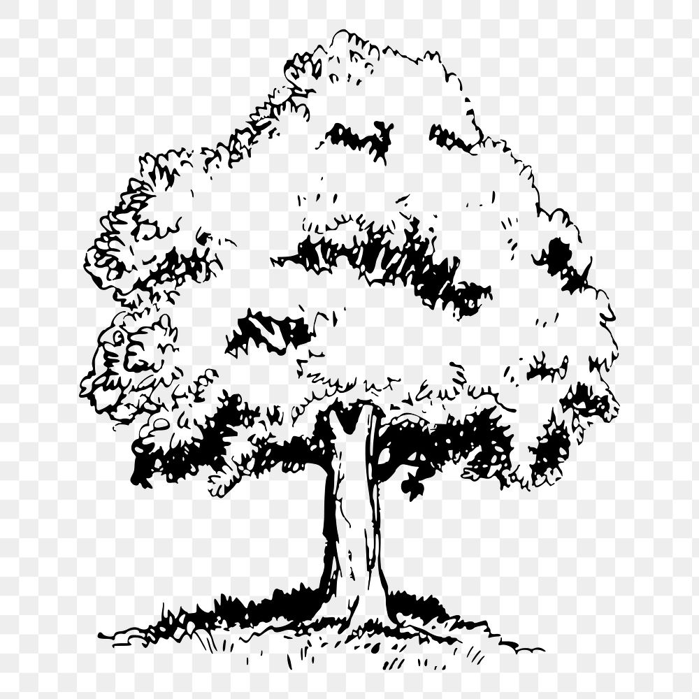Tree png sticker, vintage botanical illustration, transparent background. Free public domain CC0 image.