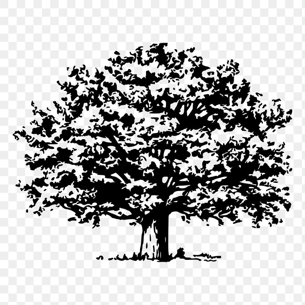 Tree png sticker, vintage botanical illustration, transparent background. Free public domain CC0 image.