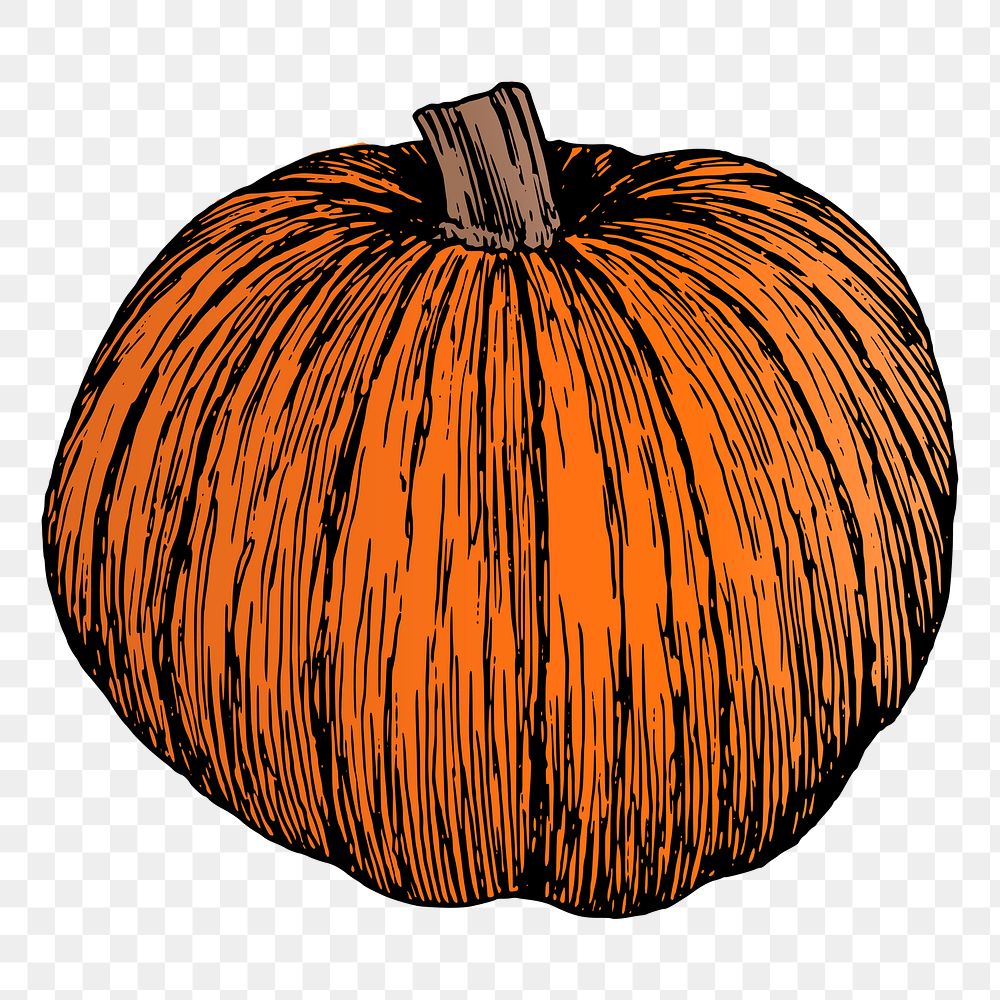 Pumpkin png sticker, vintage plant illustration, transparent background. 