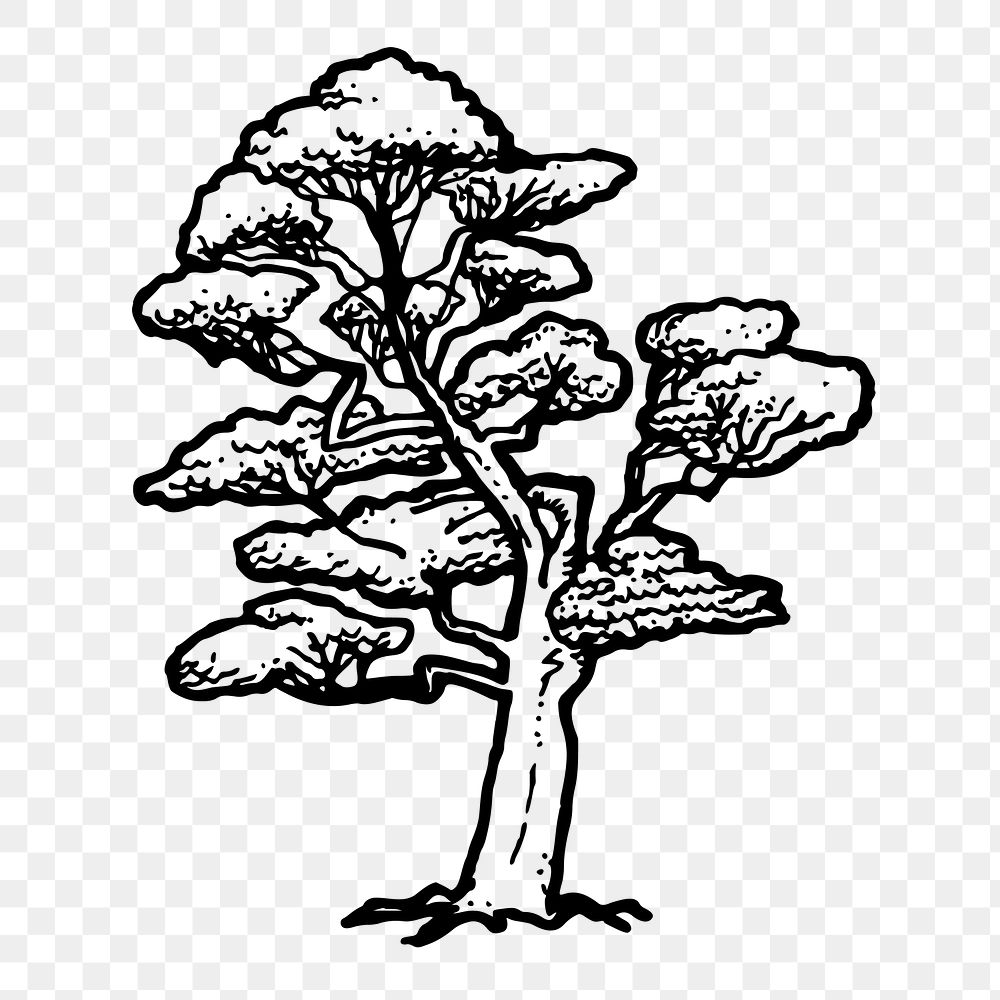 Beech tree png sticker, botanical illustration on transparent background. Free public domain CC0 image.