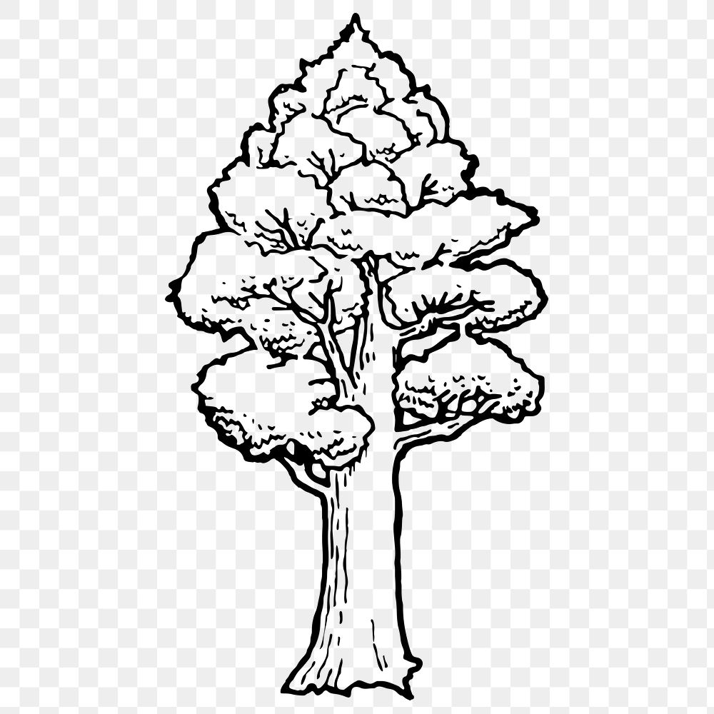 Totara tree png sticker, botanical illustration on transparent background. Free public domain CC0 image.