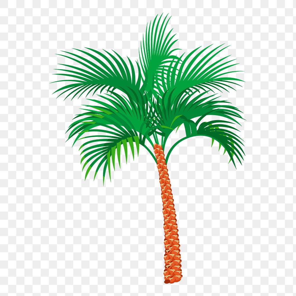 Coconut tree png sticker, tropical plant illustration, transparent background. Free public domain CC0 image.