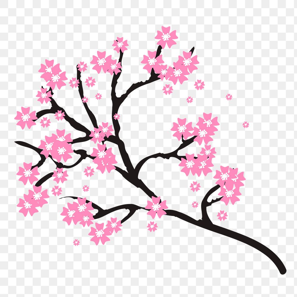 Cherry blossom png flower  sticker, botanical illustration, transparent background. Free public domain CC0 image.