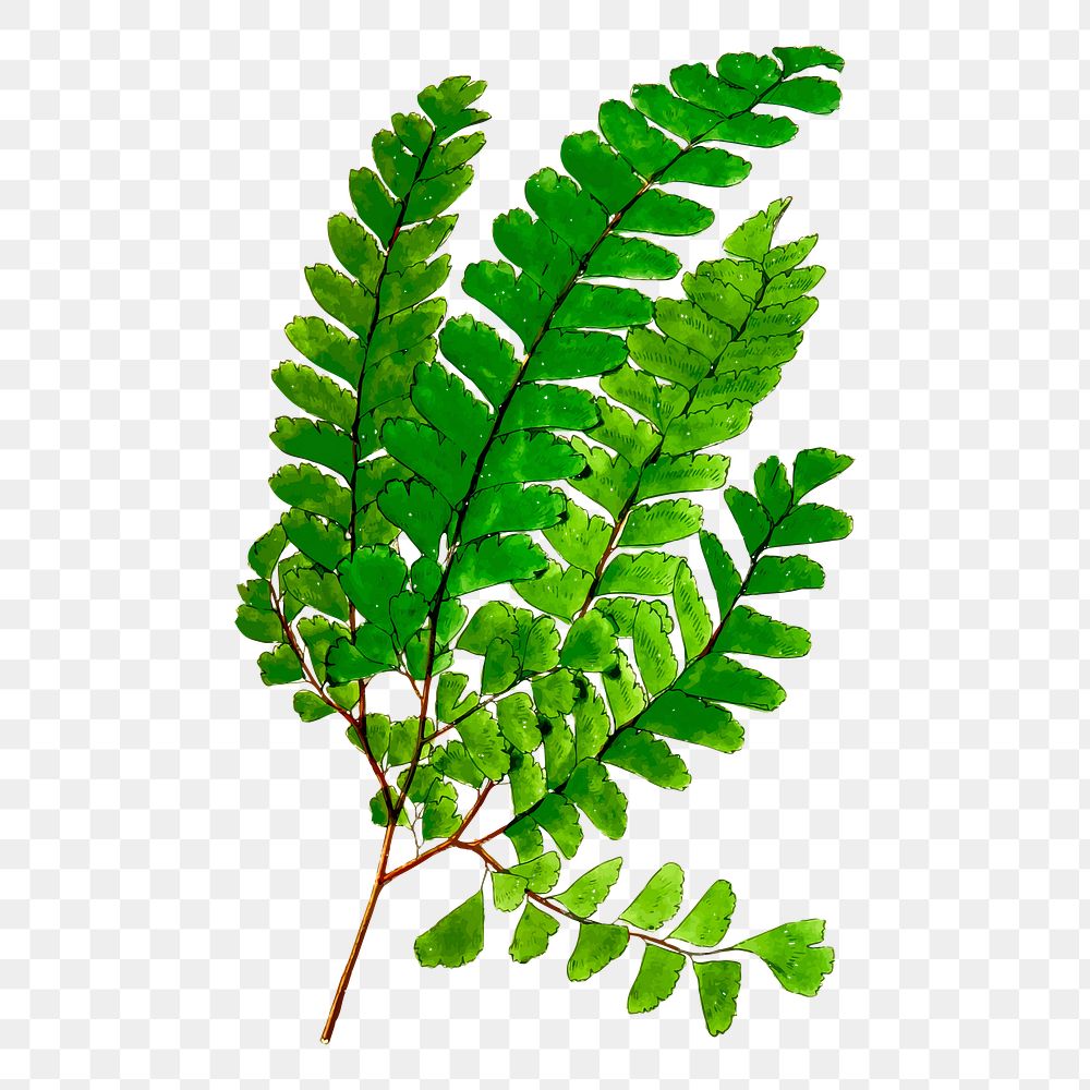 Png fern leaf branch sticker, botanical illustration, transparent background. Free public domain CC0 image.