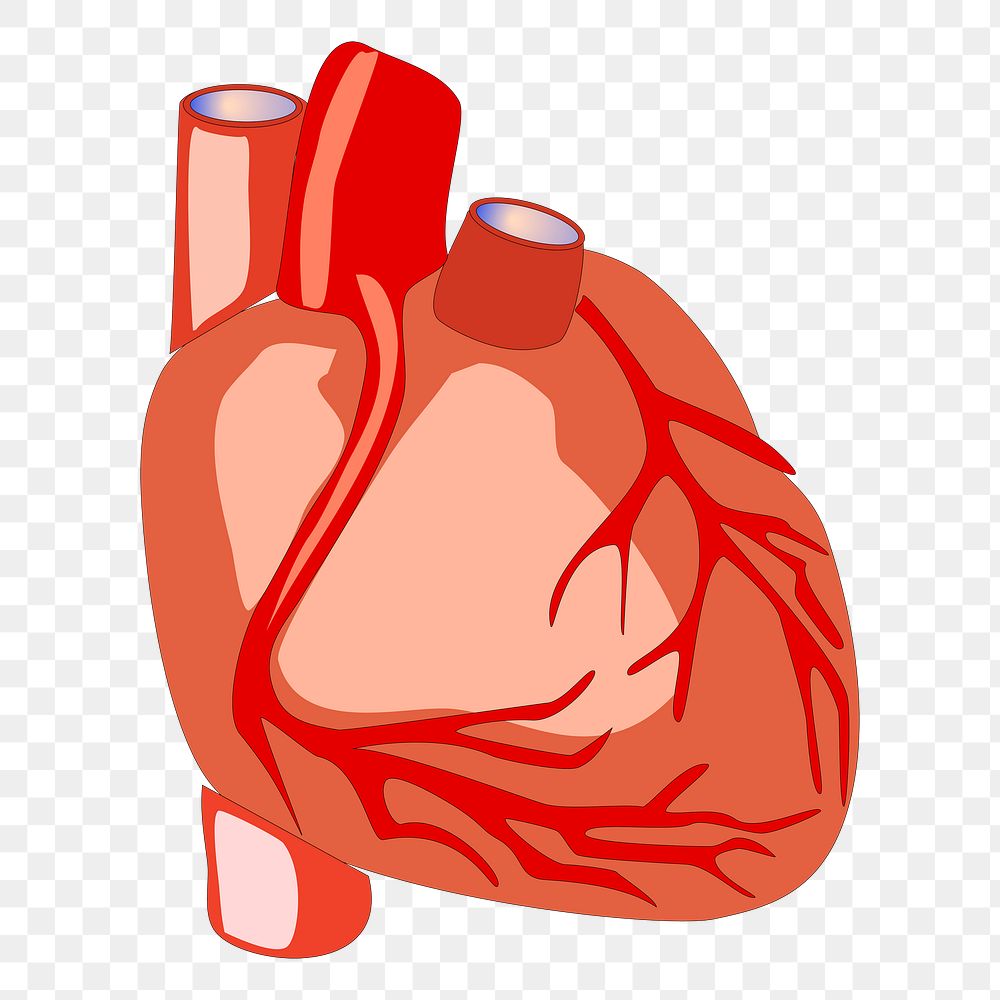 Heart organ png sticker, medical illustration, transparent background. Free public domain CC0 image.