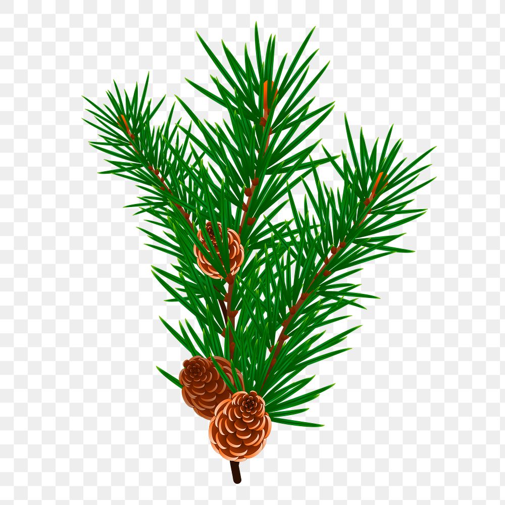 Pine branch png sticker, botanical | Free PNG - rawpixel