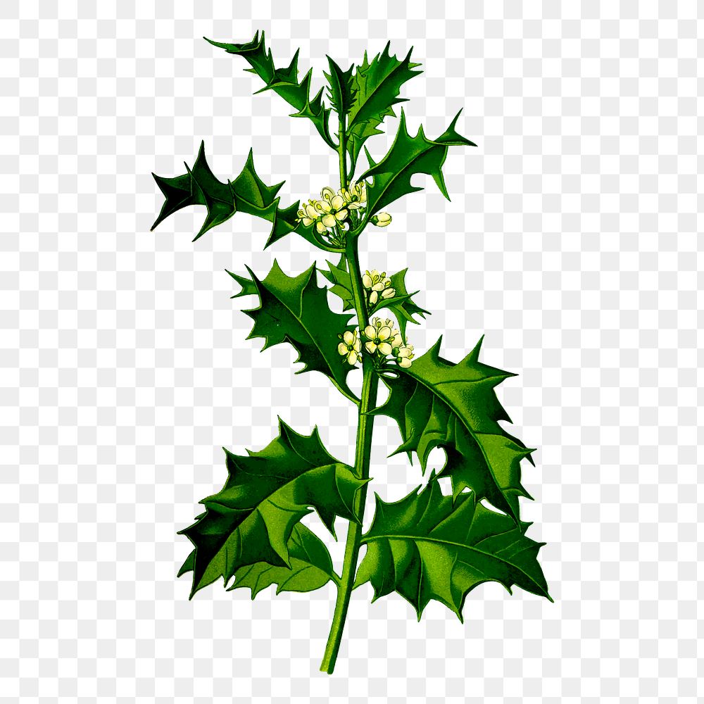 Holly leaf png branch  sticker, botanical illustration, transparent background. Free public domain CC0 image.