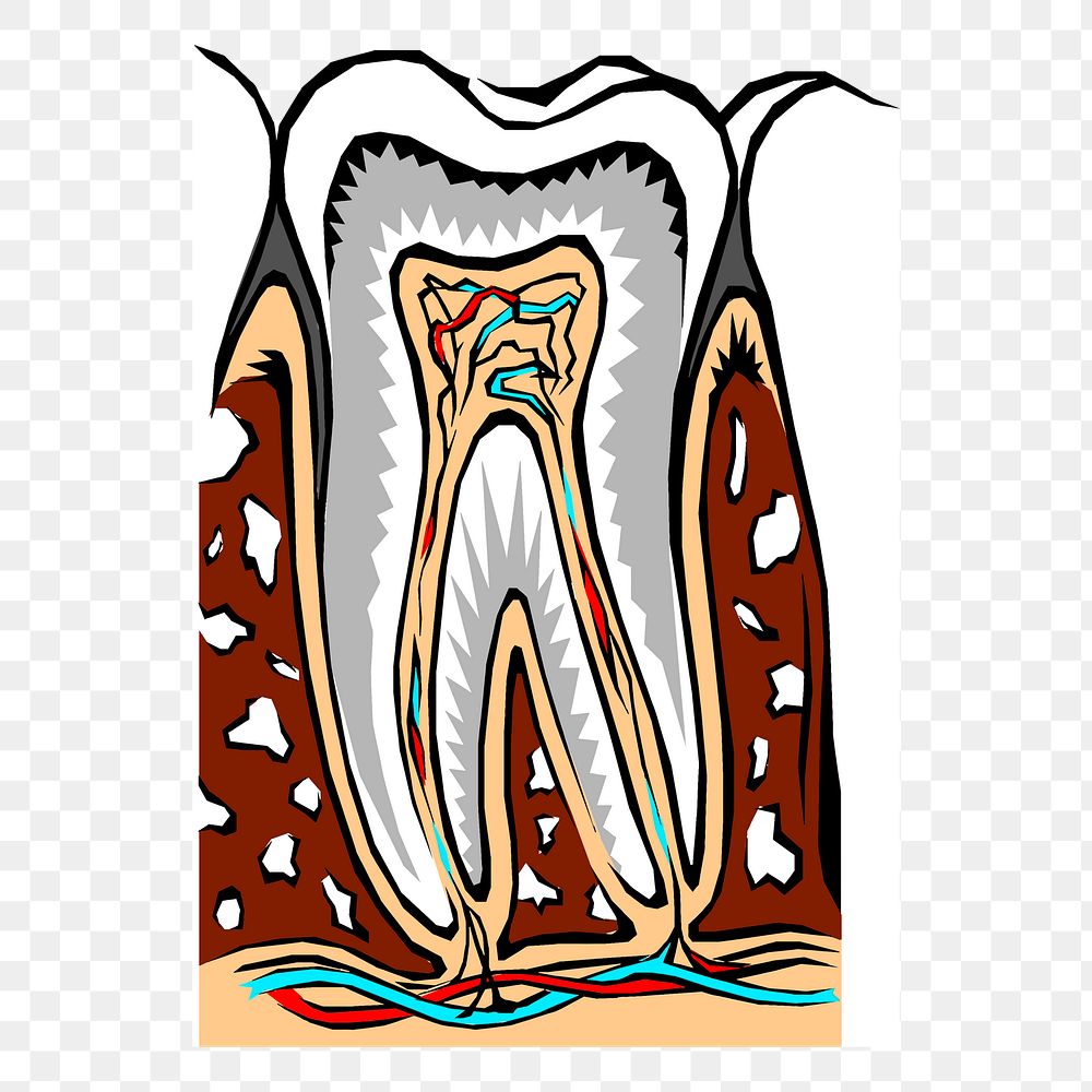 Tooth diagram png sticker, dental illustration, transparent background. Free public domain CC0 image.