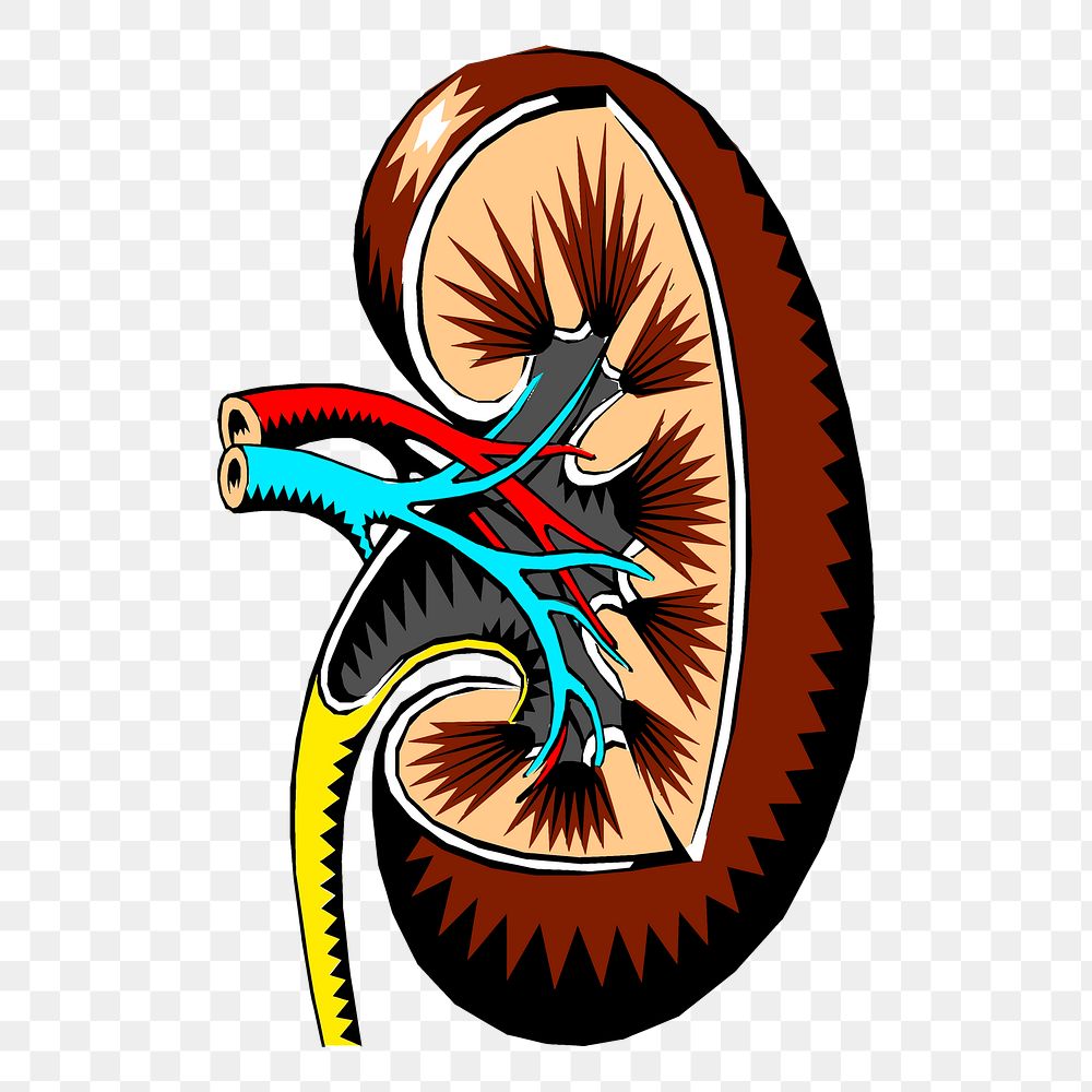 Kidney, organ png sticker, medical illustration, transparent background. Free public domain CC0 image.