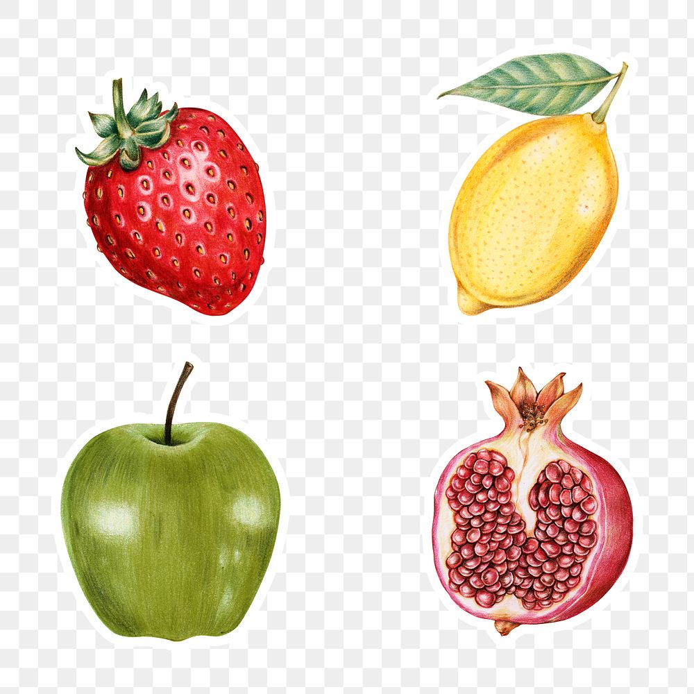 Fresh fruits illustration png food drawing set