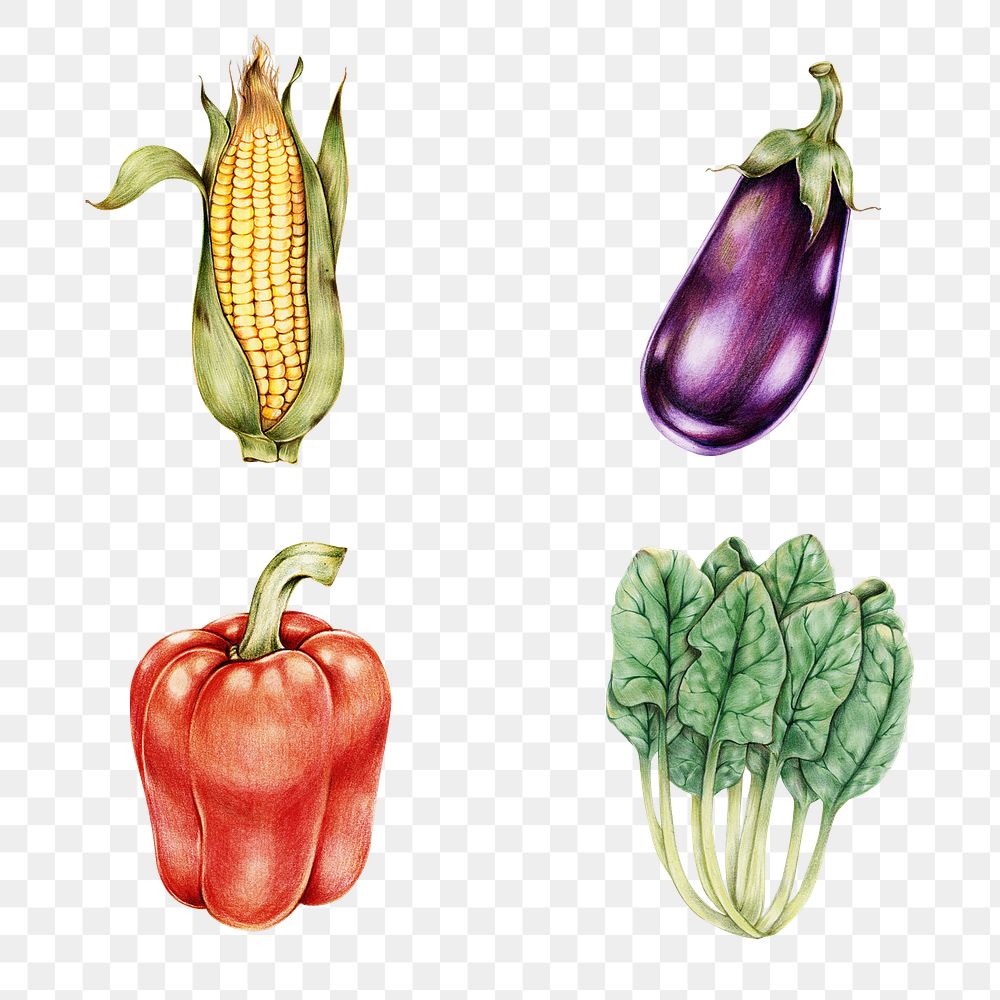 Fresh vegetables illustration png botanical drawing set