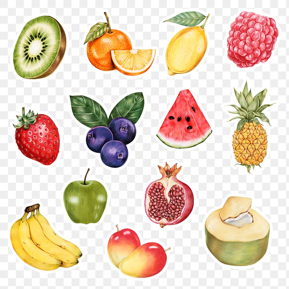 Vintage summer fruits illustration png hand drawn set