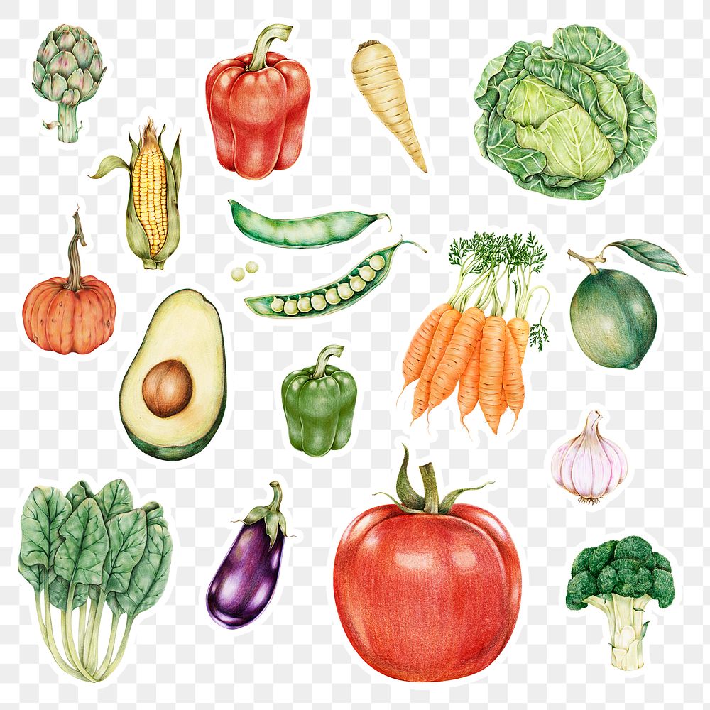 Fresh vegetable png illustration botanical hand drawn mixed