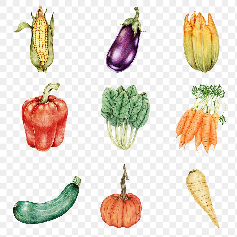 Vegetables sticker png organic botanical illustration collection