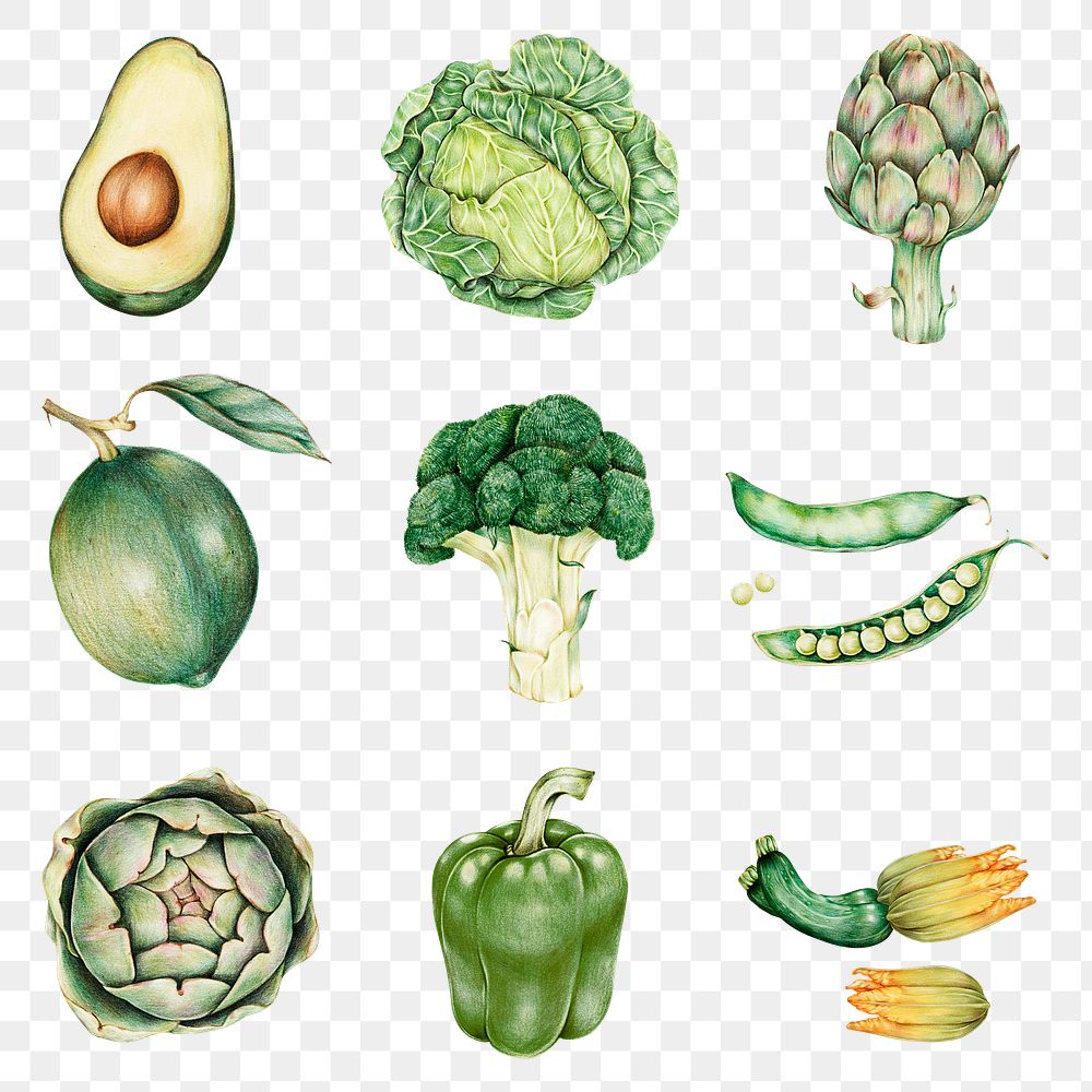 Fresh vegetable png illustration botanical hand drawn collection