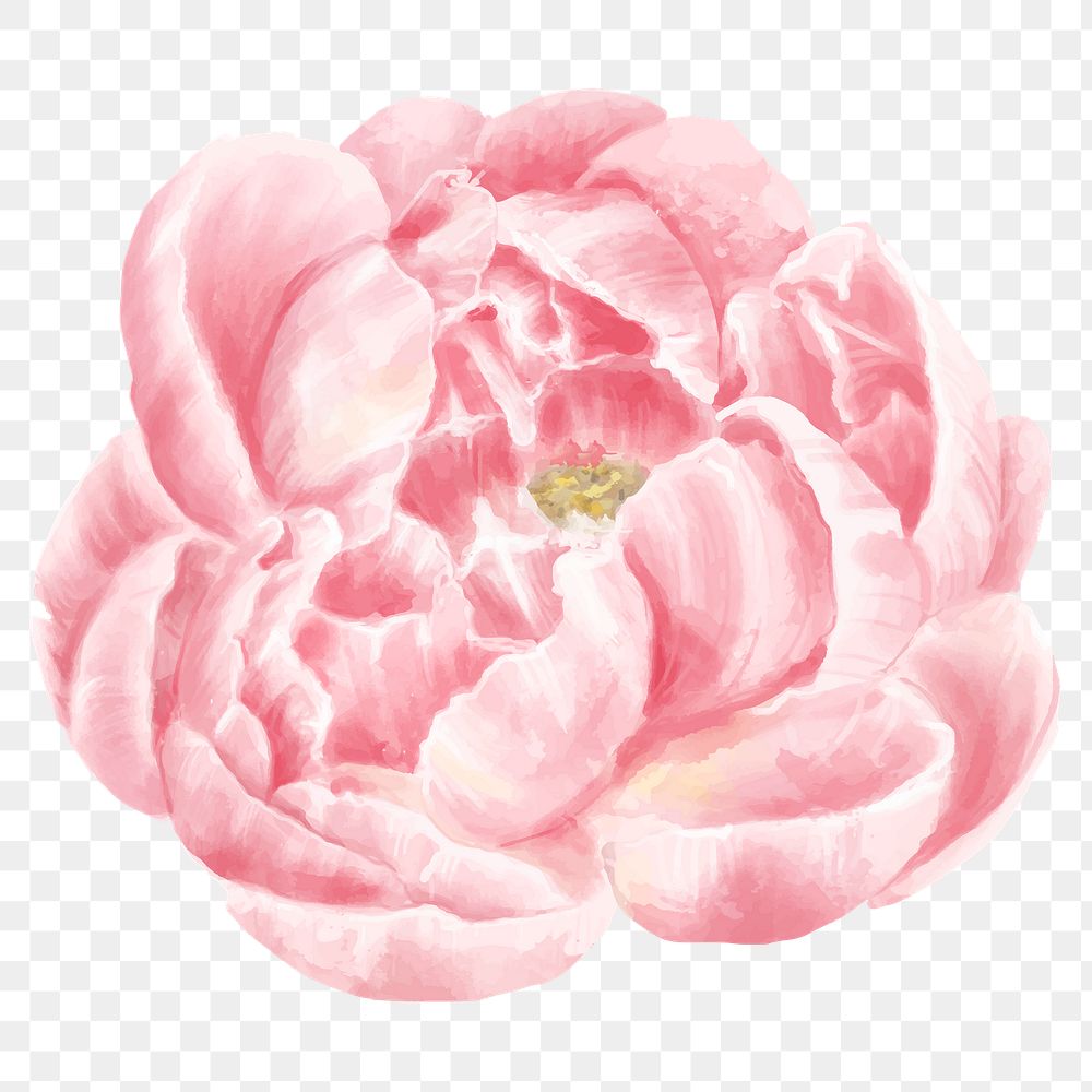 Pink peony flower sticker png hand drawn watercolor