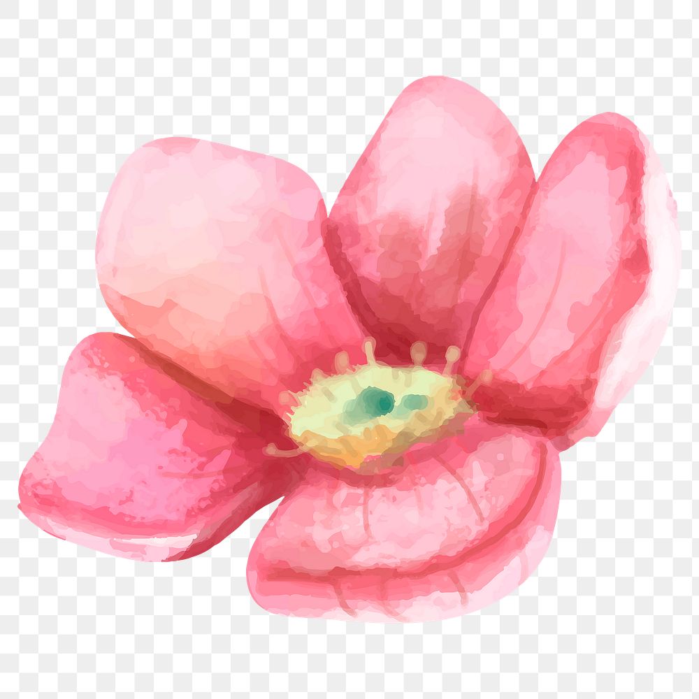 Blooming pink flower sticker png watercolor drawing