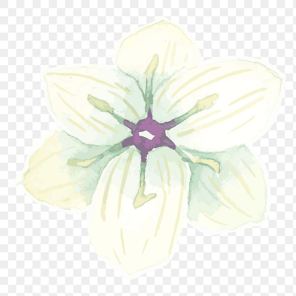 White orchid flower transparent png watercolor sticker