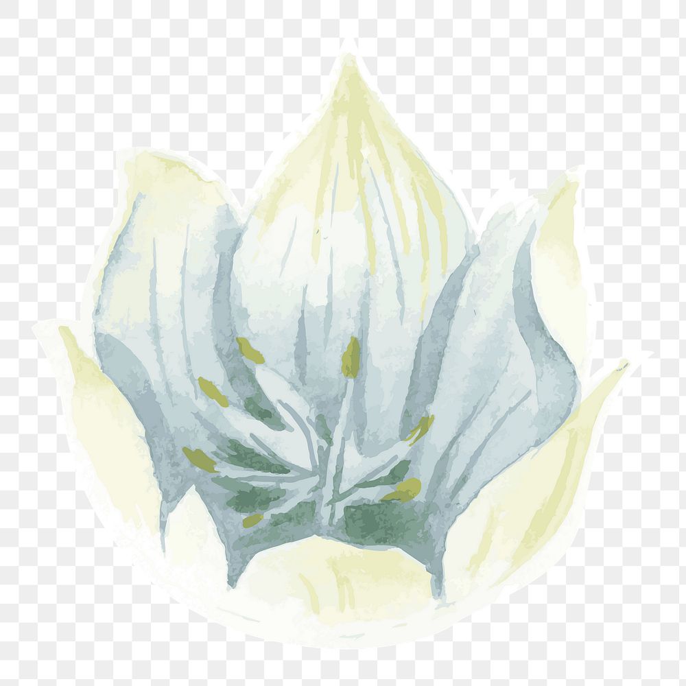 White lily flower transparent png watercolor sticker