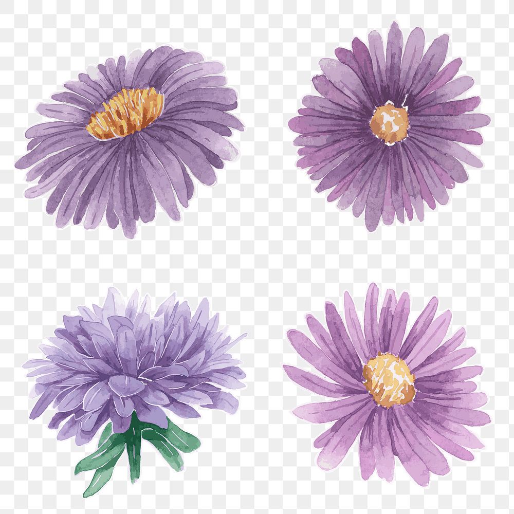 Purple aster sticker png vintage watercolor set