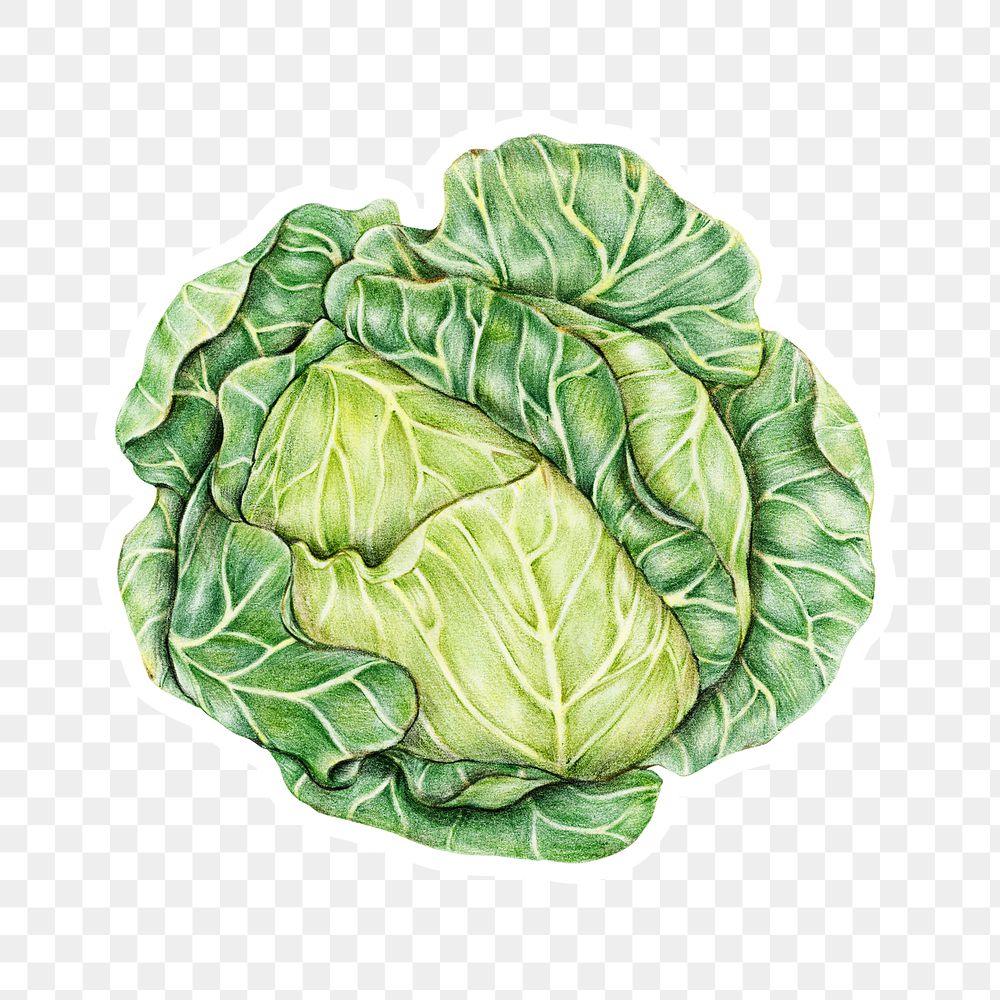 Cabbage sticker png organic botanical illustration