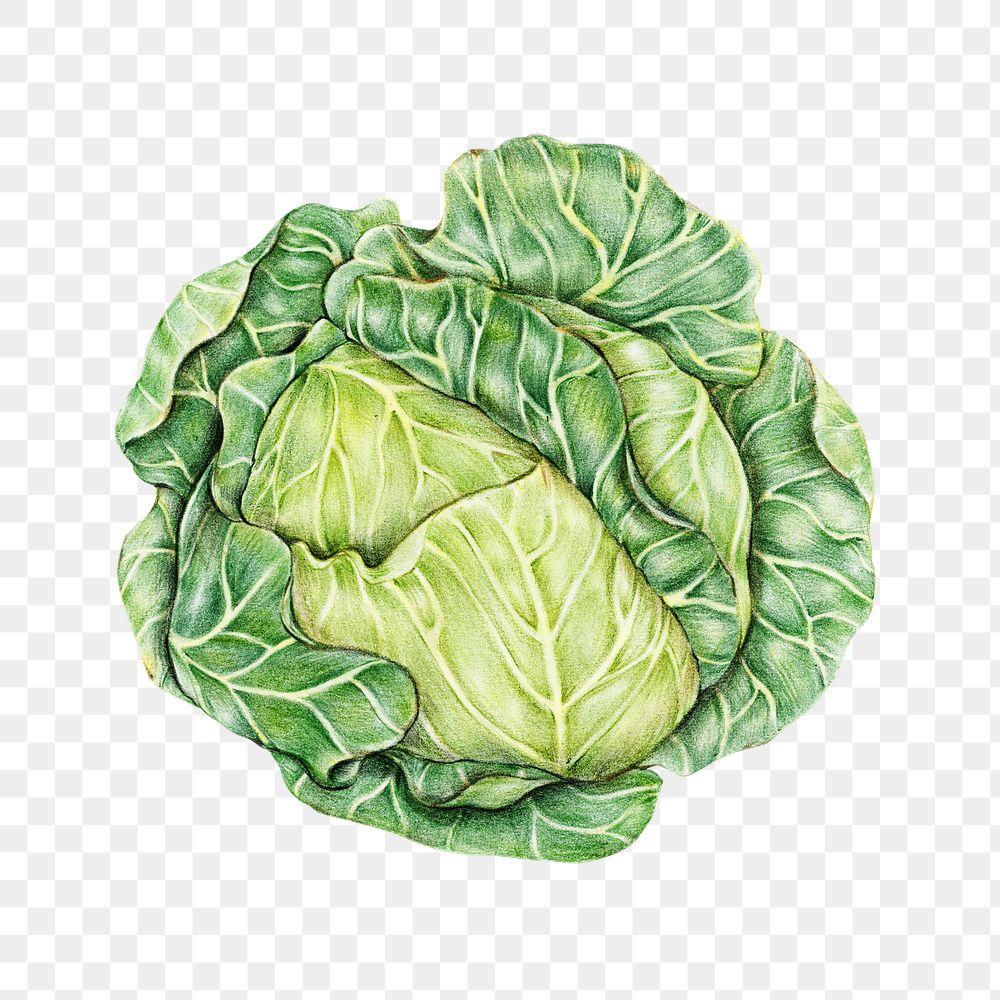 Vintage green cabbage sticker png illustration