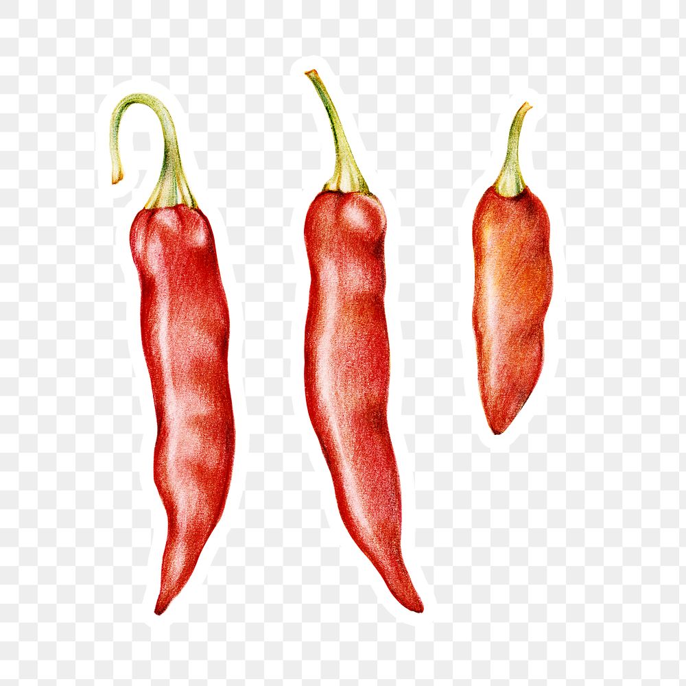 Chili sticker png organic botanical illustration