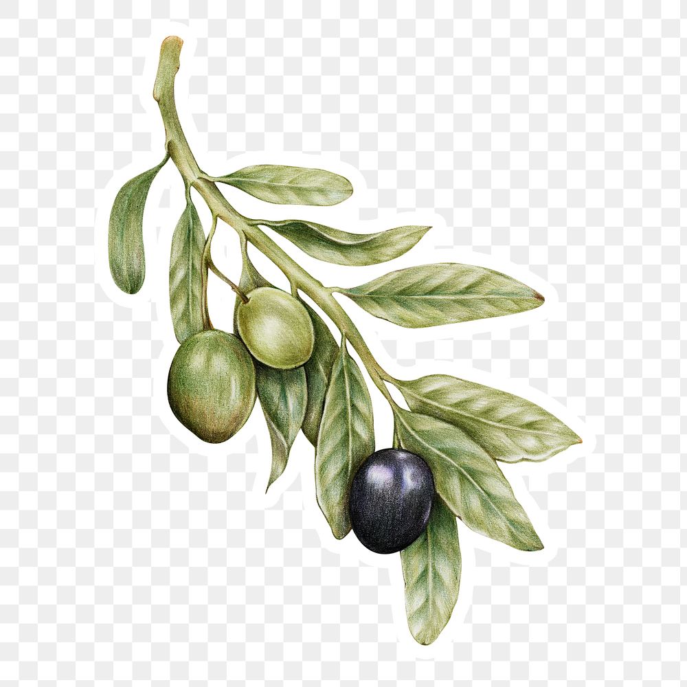 Fresh olive illustration png food drawing