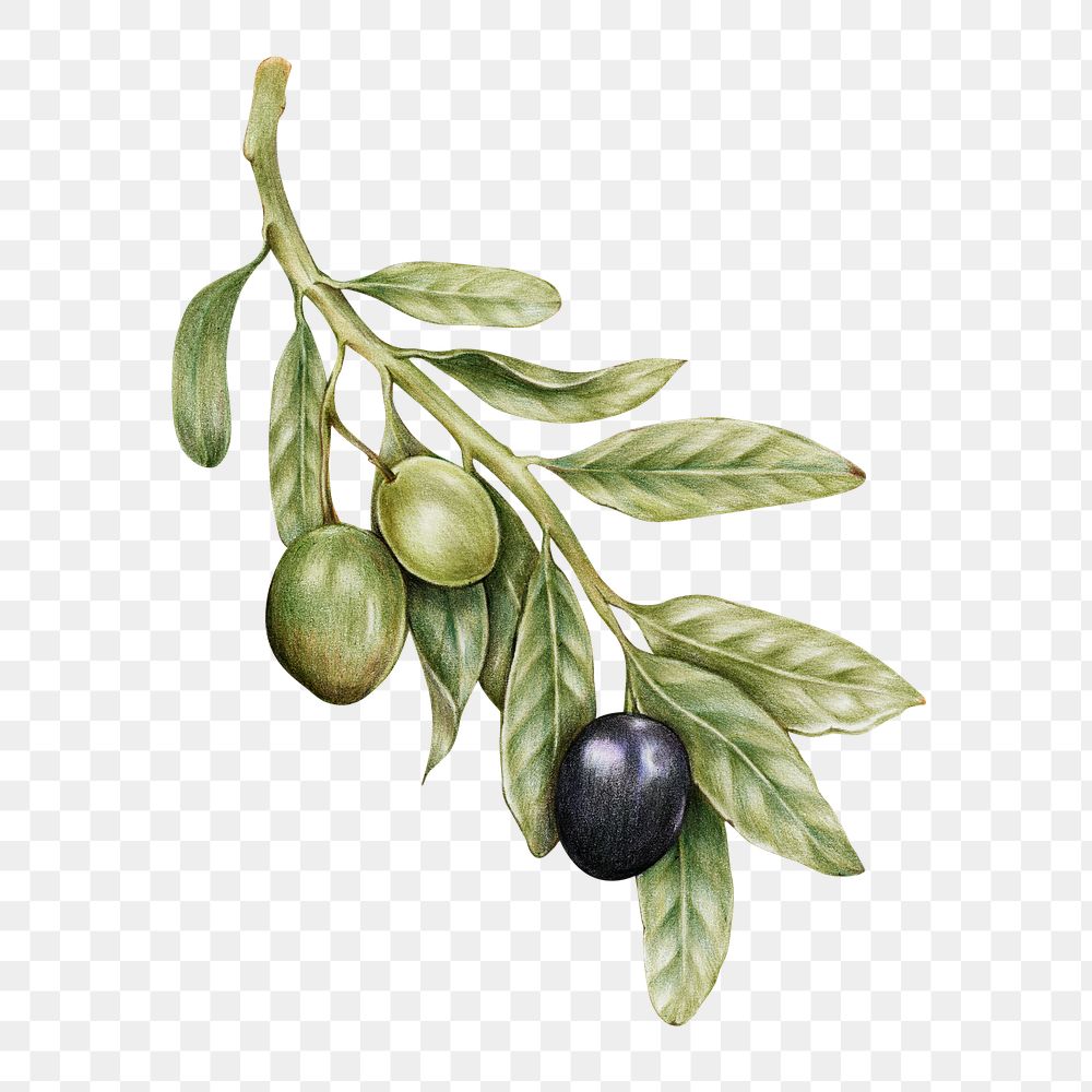 Raw olive illustration png sticker hand drawn