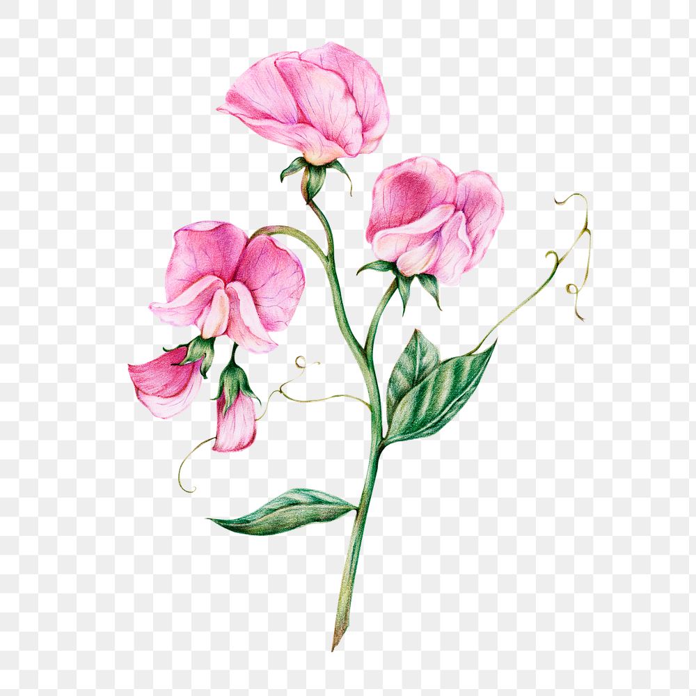 Hand-drawn watercolor of pink flower transparent png
